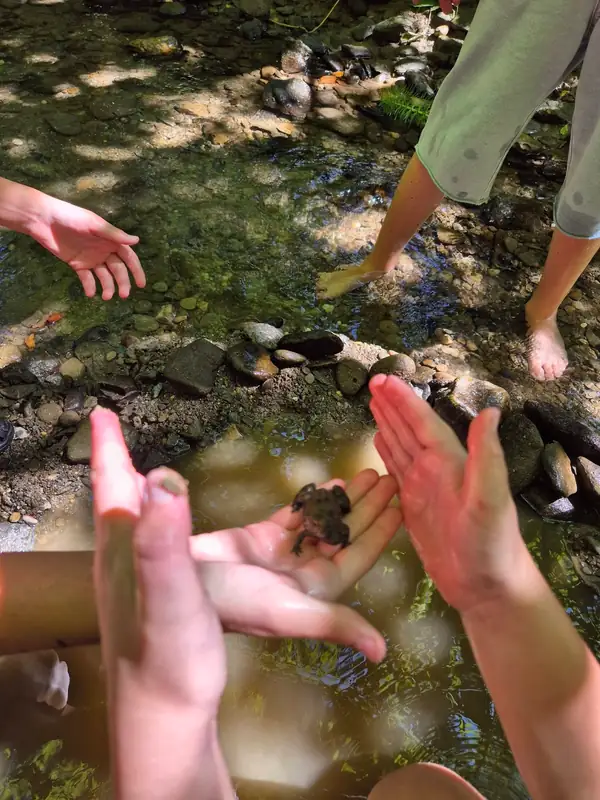 Otroške dlani z žabico ob potoku